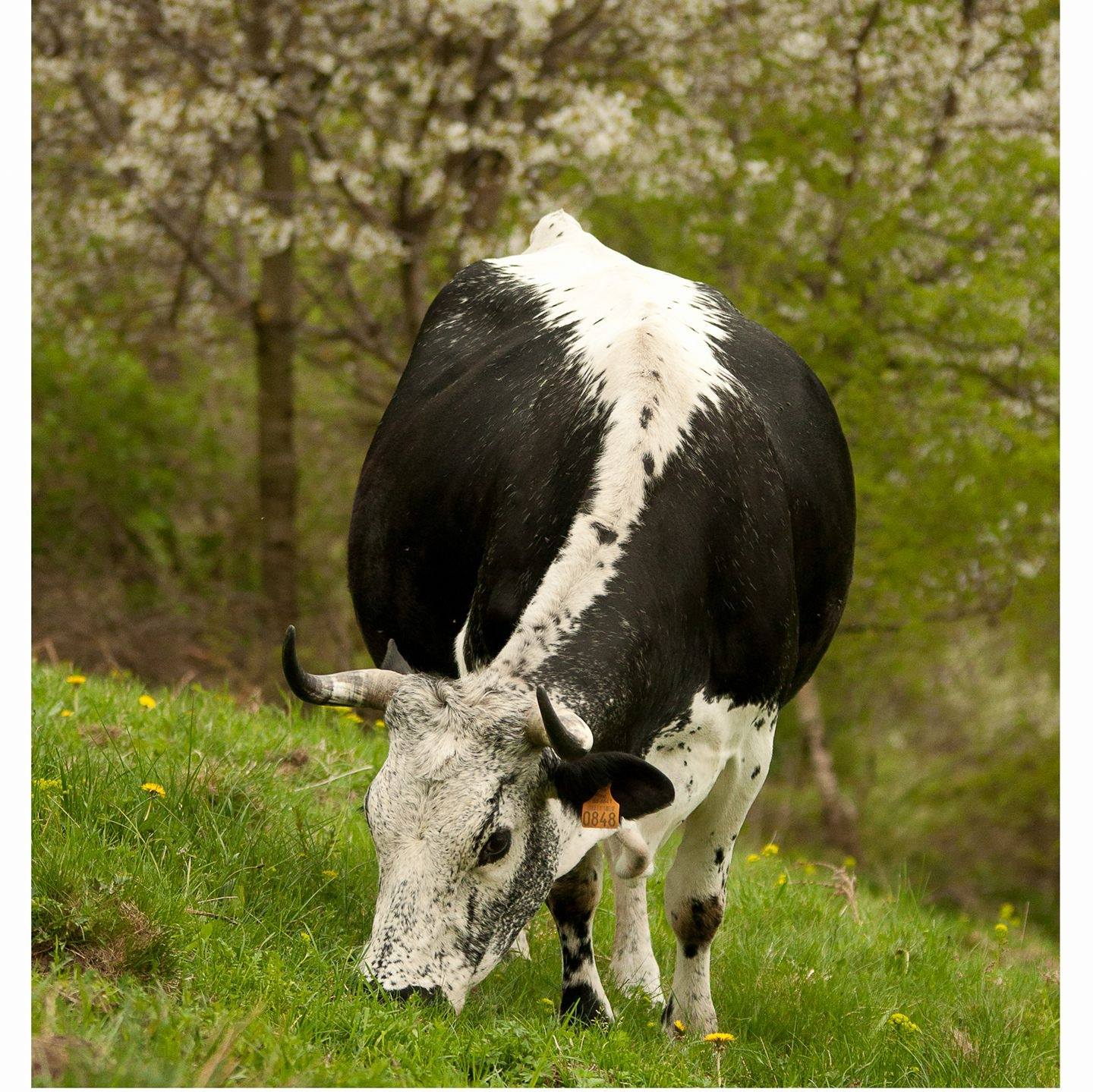 Vache Linthal